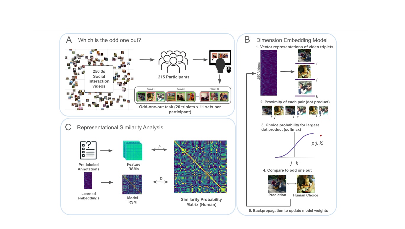 Methods overview: odd-one-out task, SPoSE embedding model, and representational similarity analysis