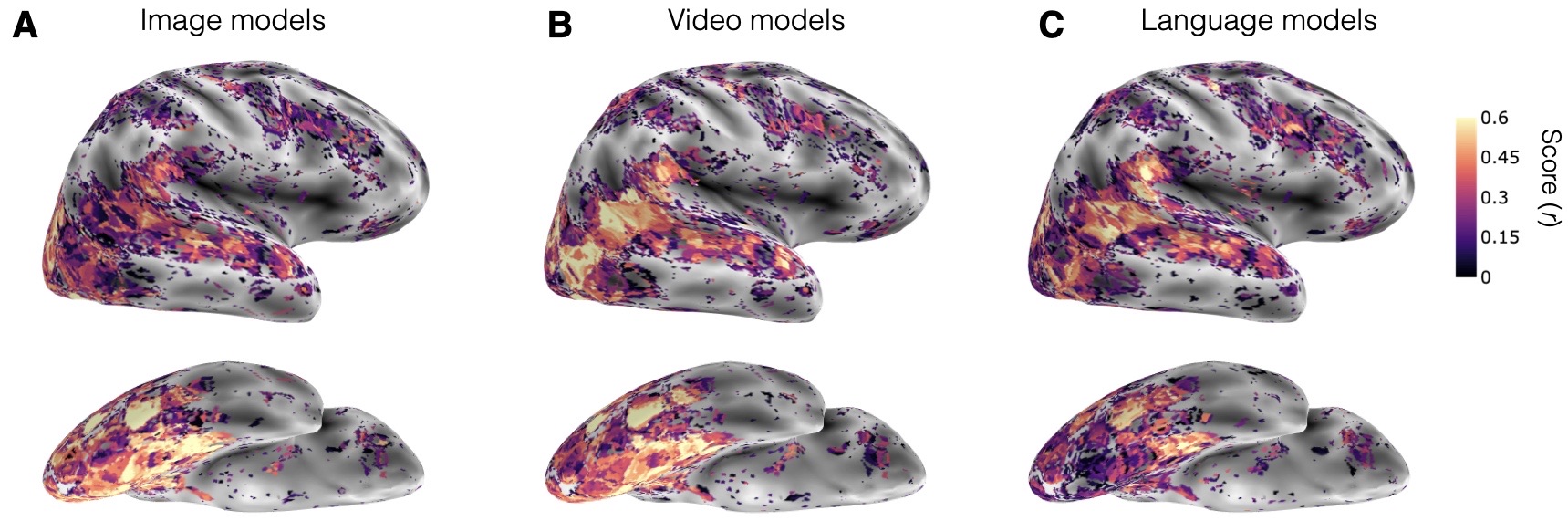 Voxel-wise encoding performance maps for image, video, and language models